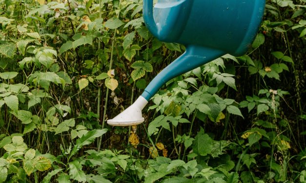 How to Build and Maintain Momentum when Writing, Publishing or Marketing Your Book (without Burning Yourself Out)