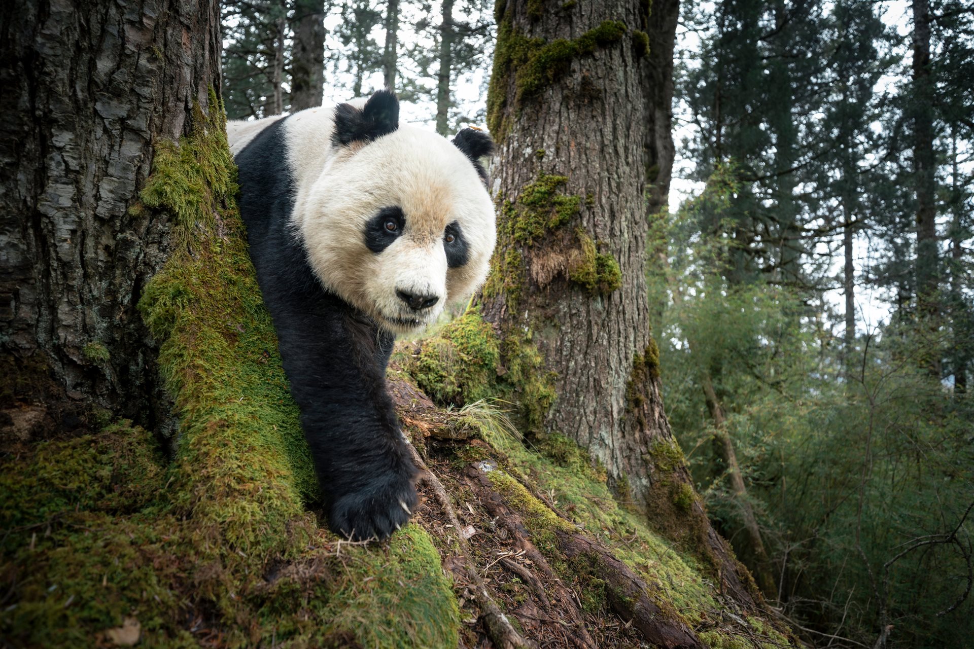 Mountain Resident of Wanglang